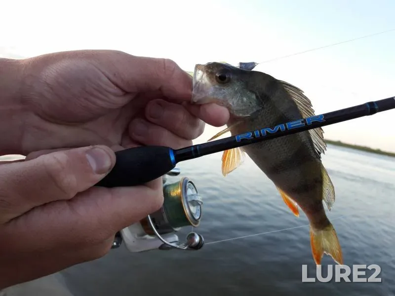 Perch — Ardymskiy, Oct 27, 2018