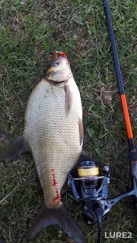 Bream — Reftinskoye, May 05, 2019