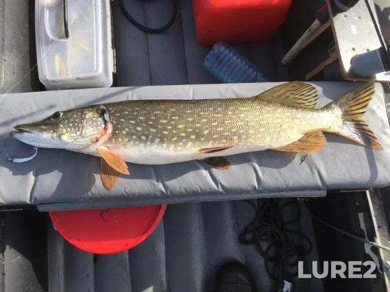 Perch, Pike — Leningradskaya oblast, Vyborgskiy rayon, Jul 16, 2019