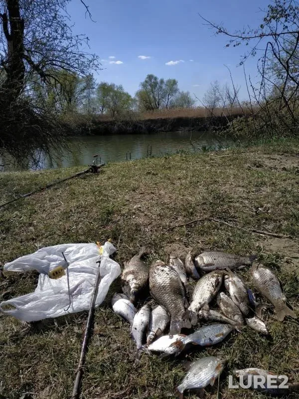 Crucian carp, White bream — Kuchurganskoye, Apr 04, 2019