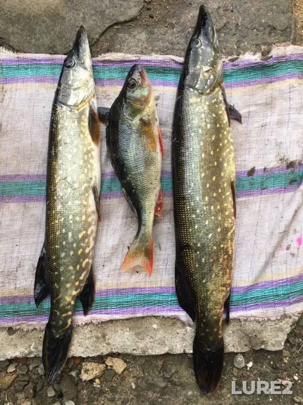 Perch, Pike — Don, Sep 30, 2019