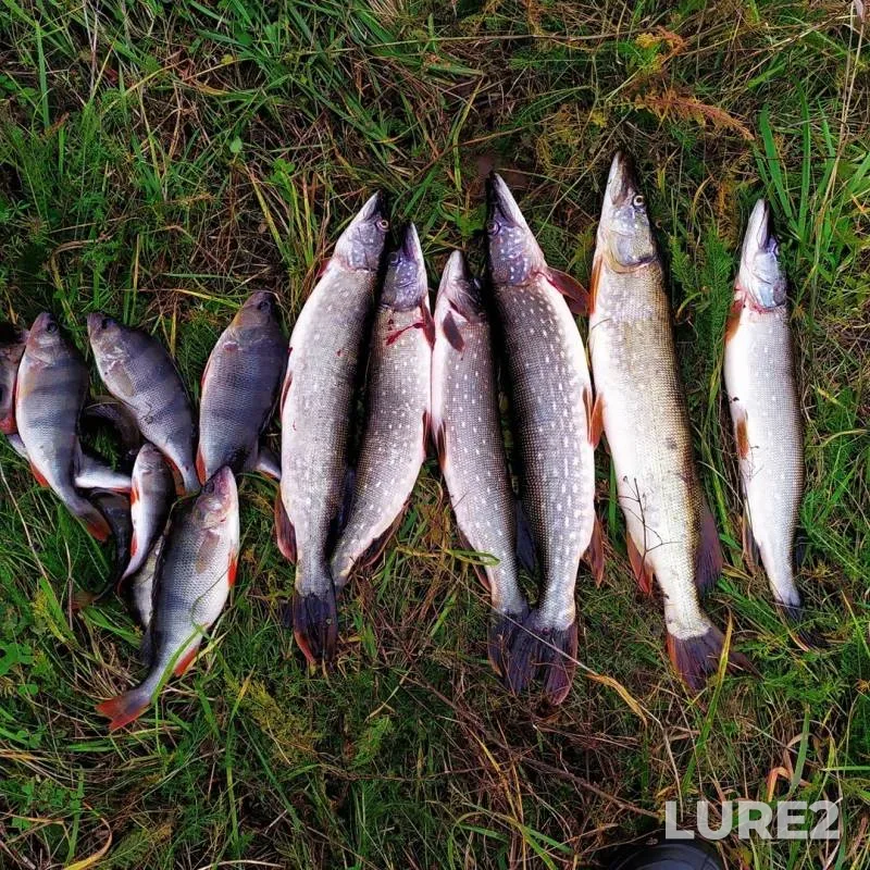 Perch, Pike — Simka, Oct 20, 2019