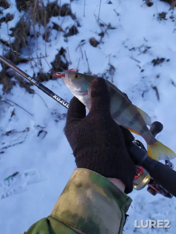 Perch, Pike — Iset, Dec 01, 2019
