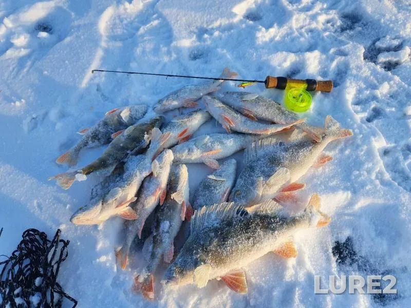 Perch, Zander — Permyak, Dec 05, 2019