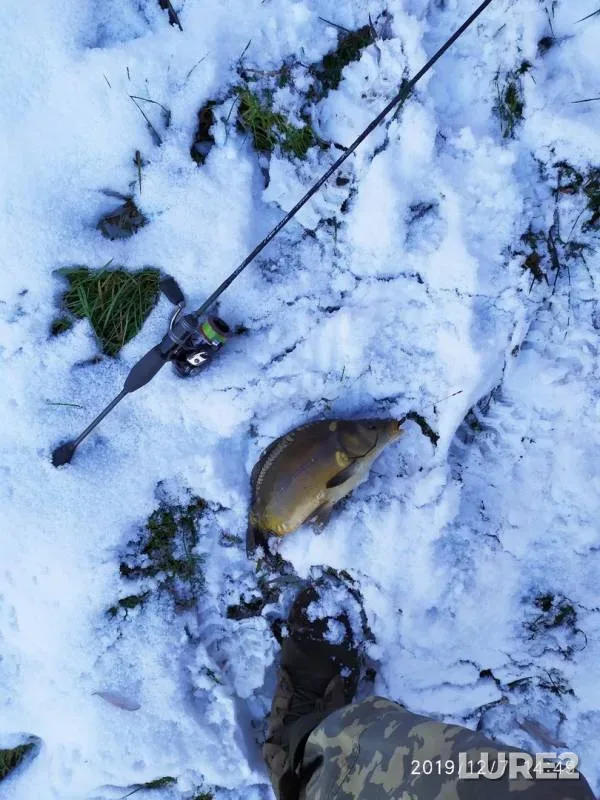 Carp — Pervomayskiy kanal (Nevolka), Dec 07, 2019