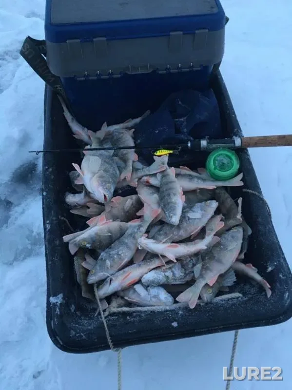 Perch — Bratskoye, Dec 17, 2019
