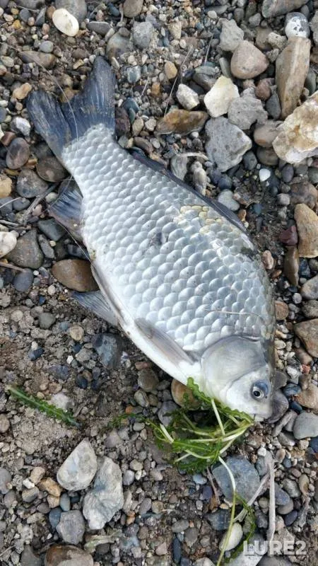 Crucian carp — Irtysh, Jun 18, 2019