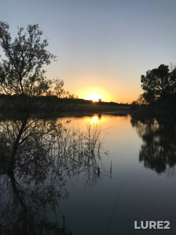 Carp — Voronezhskaya oblast, Jun 16, 2019