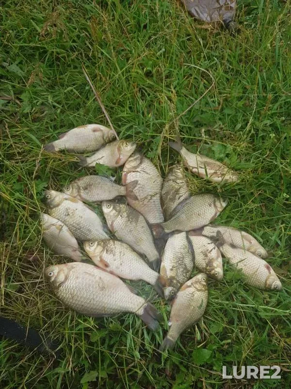 Crucian carp — Pachoga, Jun 16, 2019