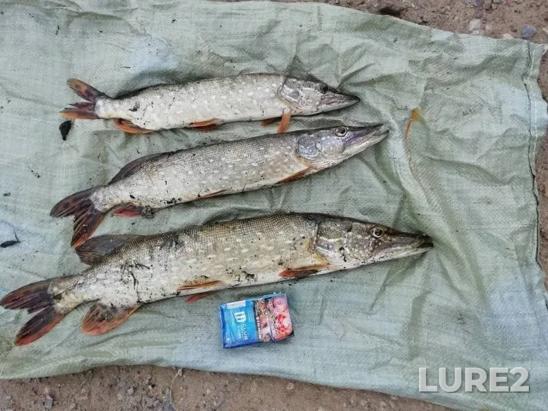 Pike — Oka, Jun 02, 2019