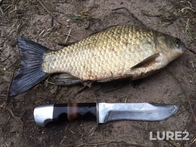 Crucian carp — Prismara, Jul 24, 2019