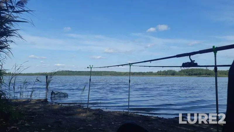 Carp — Moskovskaya oblast, gorodskoy okrug Klin, Aug 11, 2019