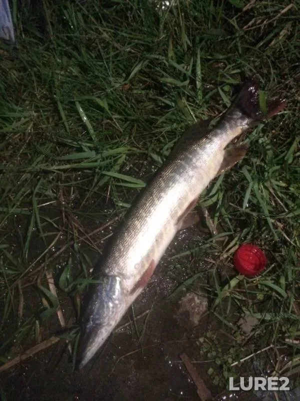 Pike — Uda, Aug 01, 2019