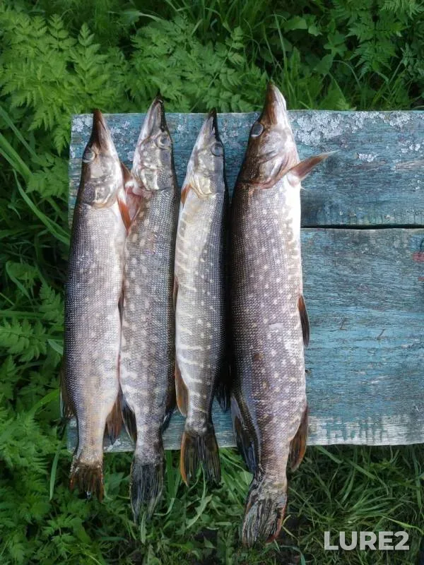 Pike — Azatskoye, Jun 05, 2019
