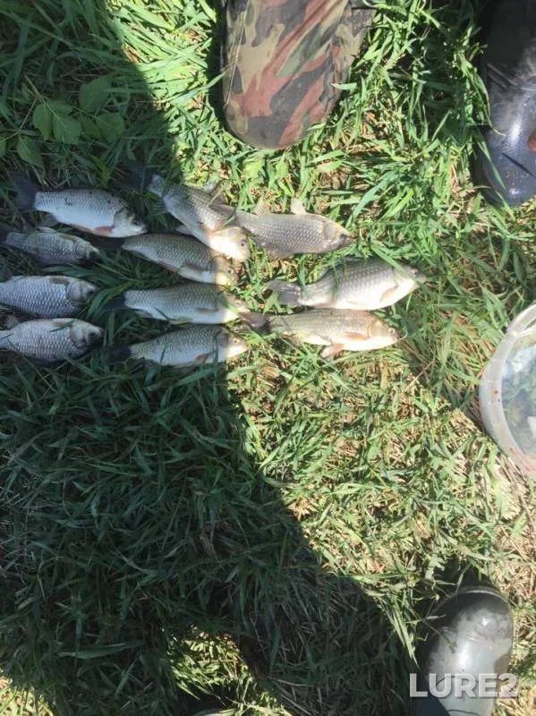 Crucian carp — Polnaya / Povna, Jun 10, 2019