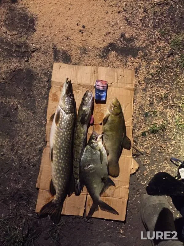 Bream, Burbot — Skalba, May 23, 2019