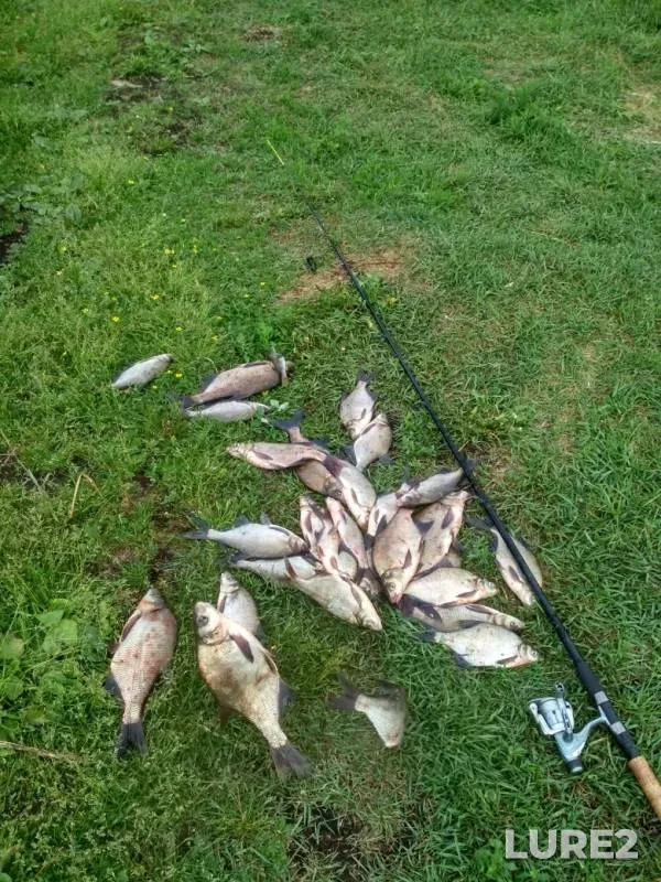 Bream — Korovinskiy zaliv, Jun 02, 2019