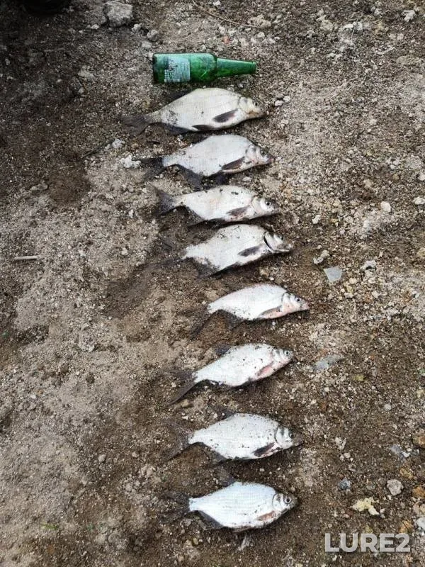 Bream, White bream — Ruza, May 12, 2019