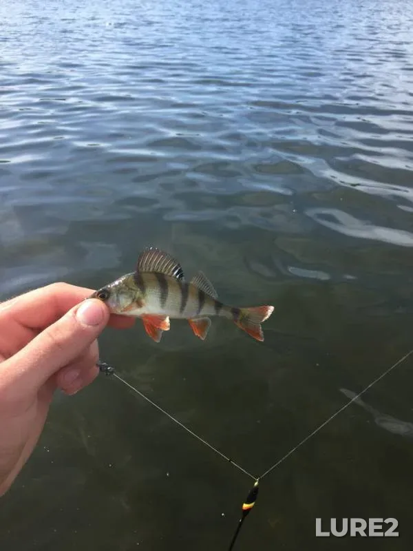 Perch — Korochka, Jun 12, 2018