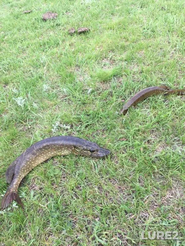 Pike — Zingeyka, May 27, 2018