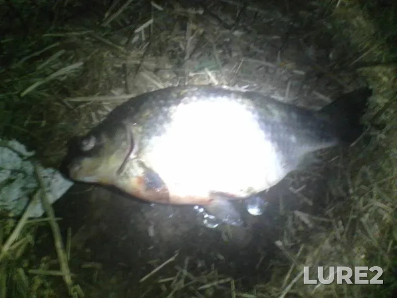 Crucian carp — Usolka, May 30, 2018
