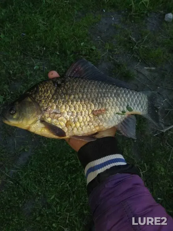 Crucian carp — Voronezhskaya oblast, Jun 01, 2018
