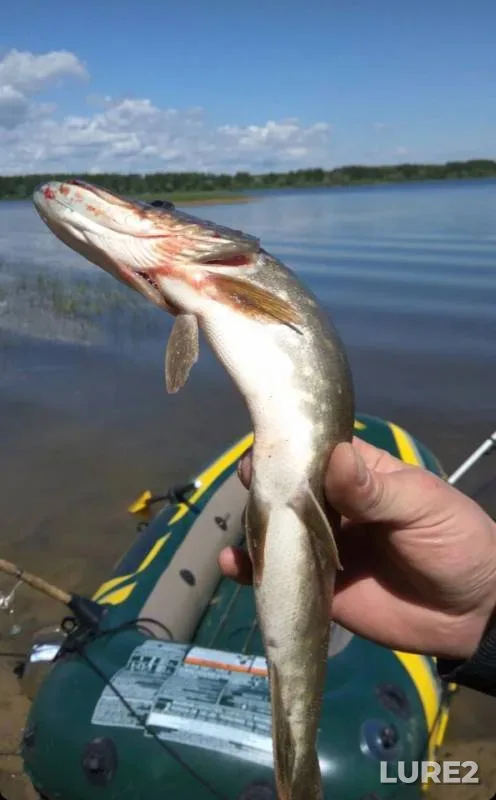 Pike, Roach — Ozerninskoye, Jul 01, 2018