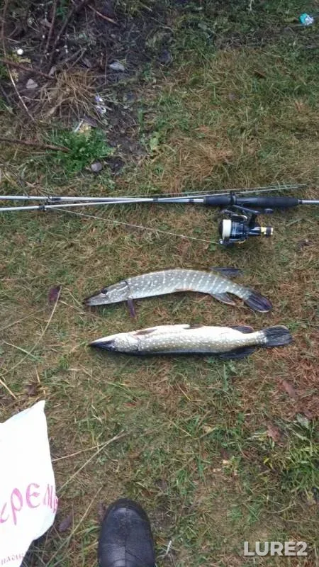 Pike — Novgorodskaya oblast, Oct 24, 2019