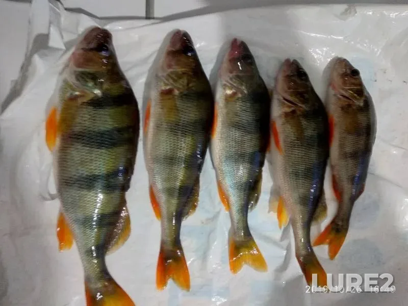 Perch — Chistyye prudy, Oct 26, 2019