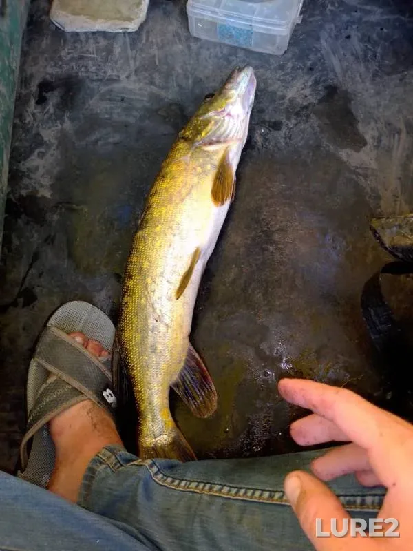 Pike — Kosorzha, Aug 23, 2019
