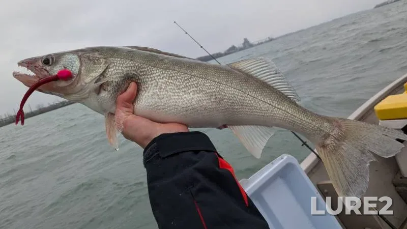 Walleye — Michigan, Wayne County, Apr 10, 2018