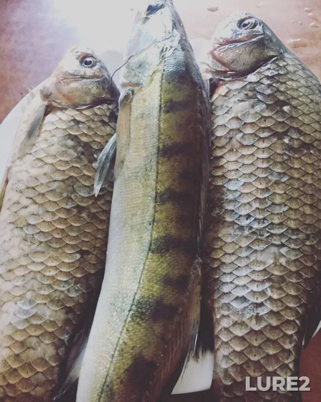 Carp, Zander — Volga, May 28, 2018