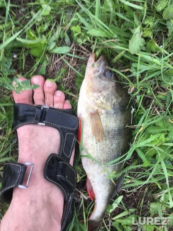 Perch — Belgorodskaya oblast, May 18, 2019