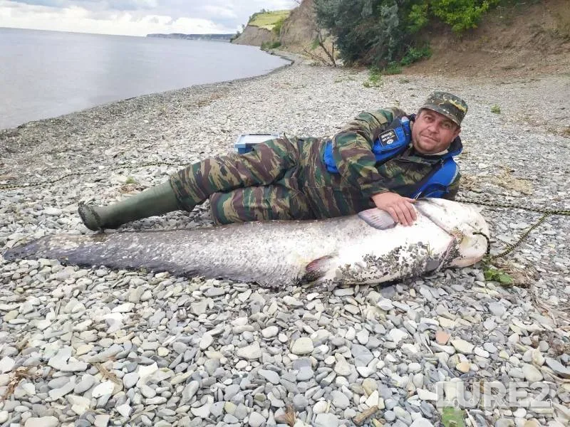 Wels catfish — Saratovskaya oblast, Aug 09, 2019