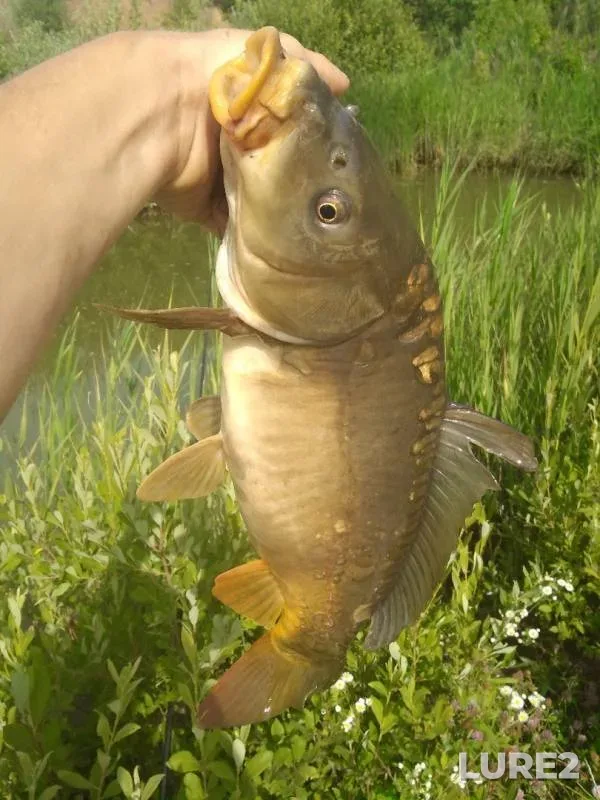 Carp — Razumnaya, Aug 30, 2019