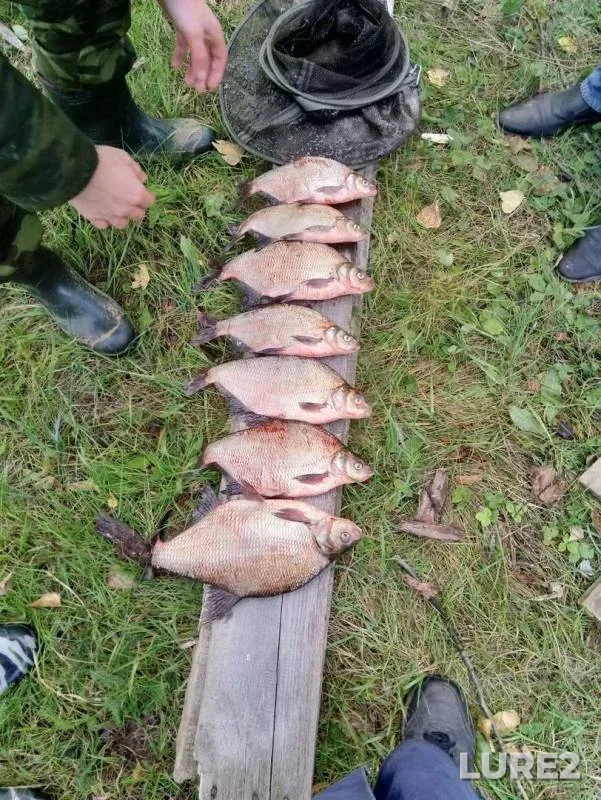 Bream — Oka, Sep 15, 2019