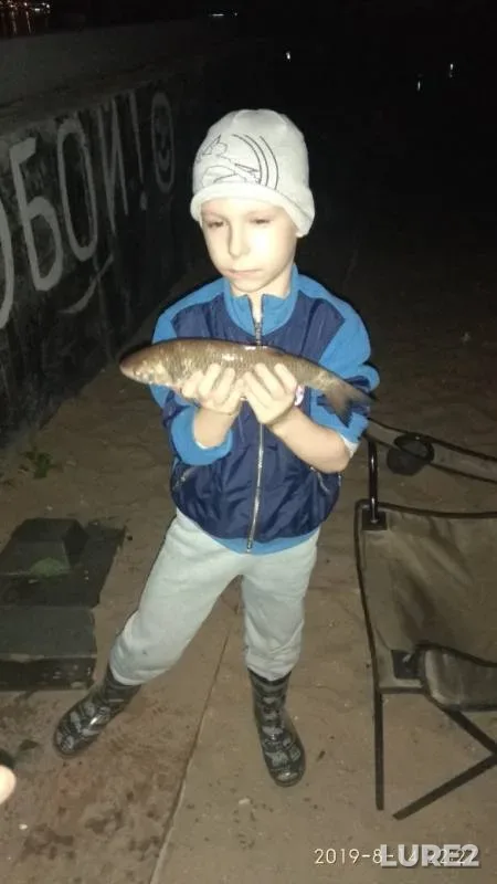 Wels catfish, Chub — Saratovskaya oblast, Aug 19, 2019