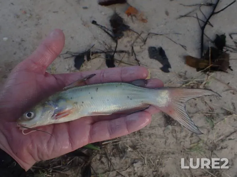 Channel catfish — Panther Branch, Mar 03, 2018