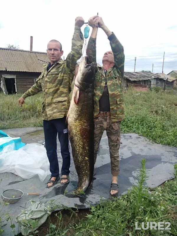 Wels catfish — Volgogradskaya oblast, Aug 07, 2019