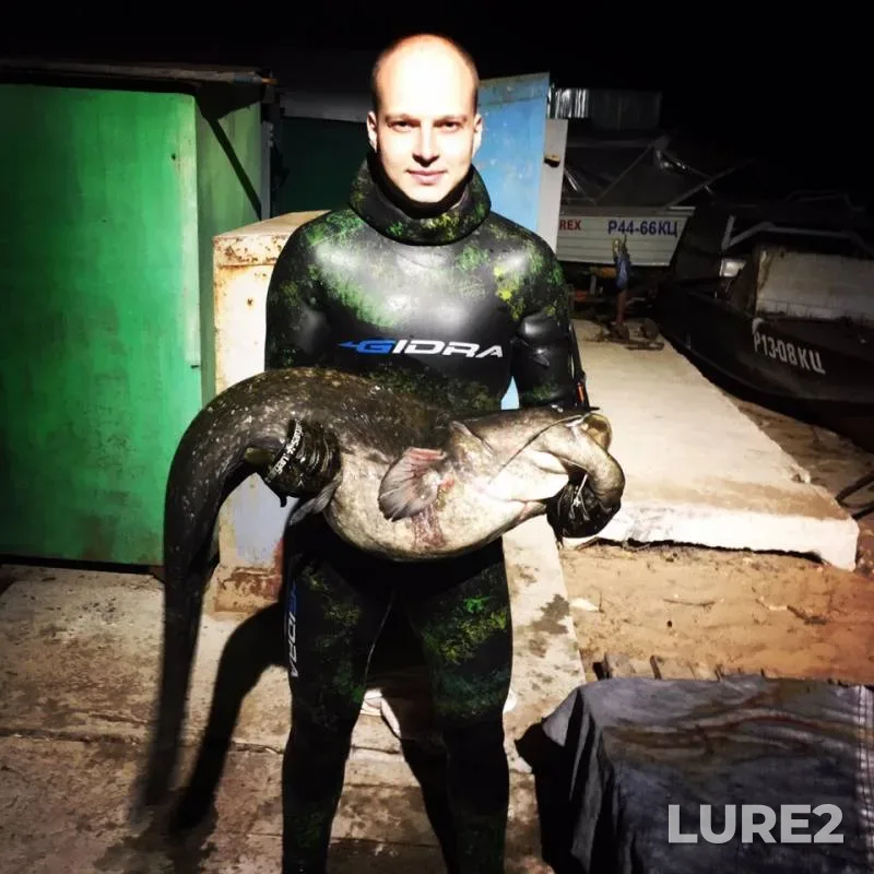 Wels catfish — Samarskaya oblast, Jun 19, 2019