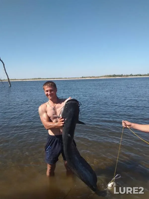 Wels catfish — Volga, Jun 08, 2019