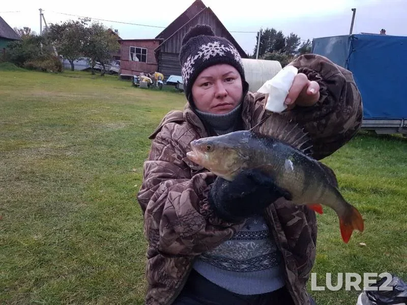 Perch — Novoladozhskiy kanal, Oct 01, 2019