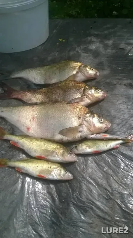 Bream, Perch — Dudergofskiy kanal, Jul 14, 2018