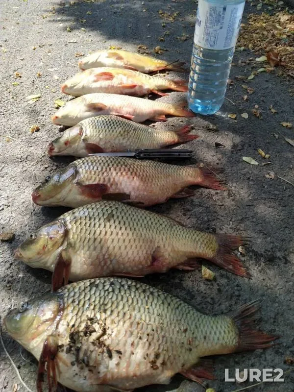 Carp — Rostovskaya oblast, Aug 12, 2019