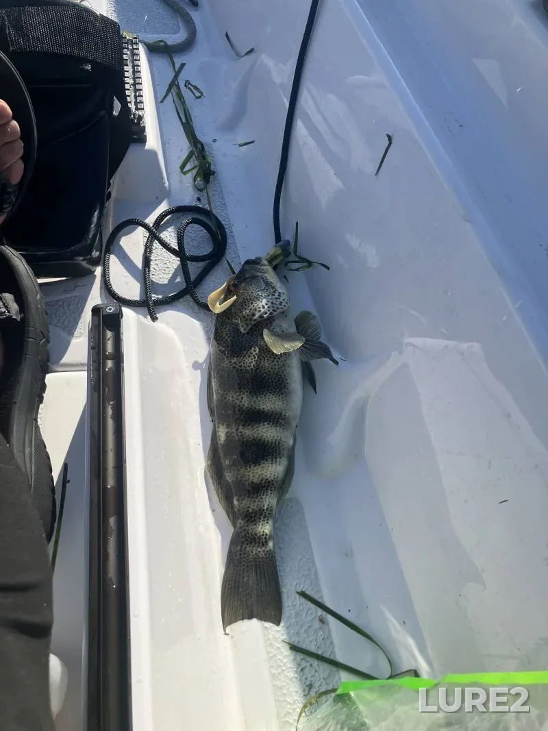 Carp — Samarskaya oblast, Jul 24, 2019