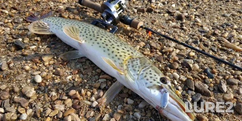 Pike — Zeya, Sep 07, 2019