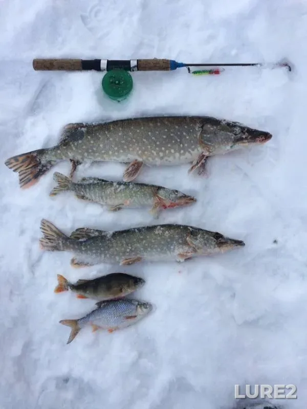 Perch, Pike — Bolshoy Uzen, Dec 30, 2018