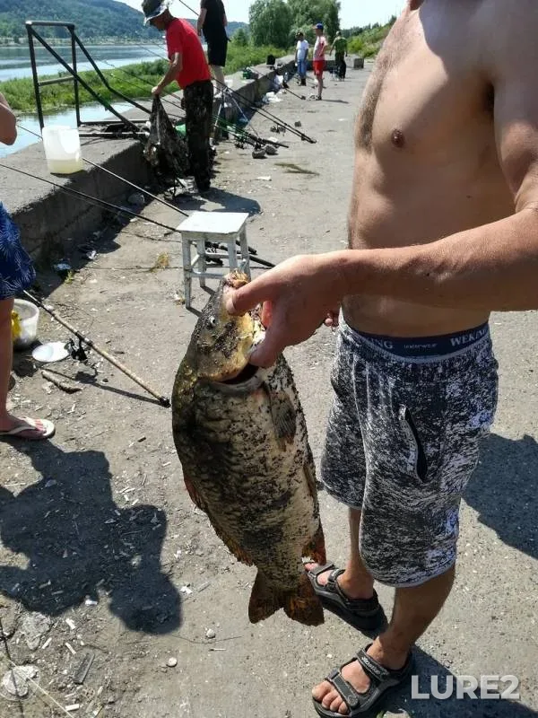 Carp — Oka, Jun 10, 2019