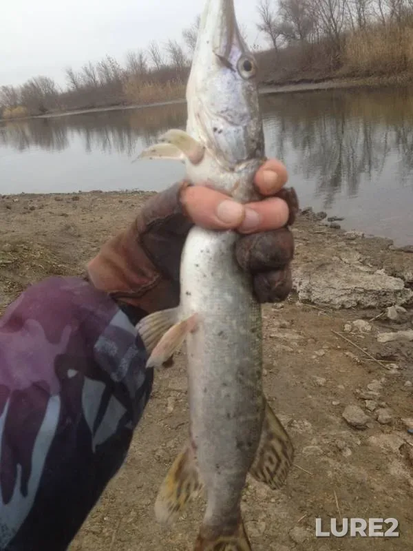 Perch, Pike — Rostovskaya oblast, Nov 20, 2019
