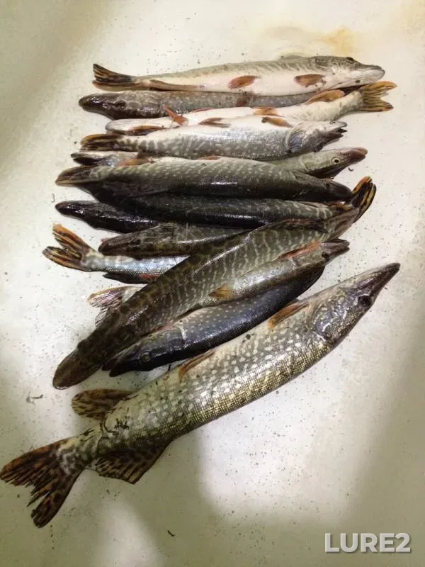 Pike — Rostovskaya oblast, Nov 18, 2019
